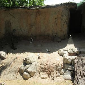 American Badger Exhibit