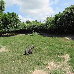 Collared Peccary Exhibit #1
