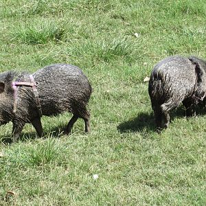 Collared Peccaries (with harnesses!)