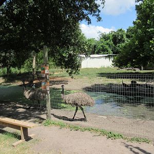 Emu/White-Tailed Deer/Sandhill Crane/Rio Grande Turkey Exhibit