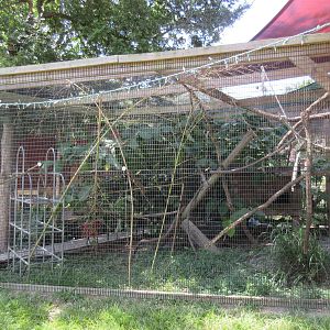 Black and White Ruffed Lemur Exhibit