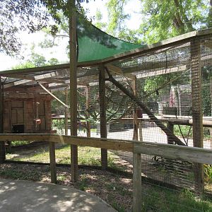 Black-Handed Spider Monkey Exhibit