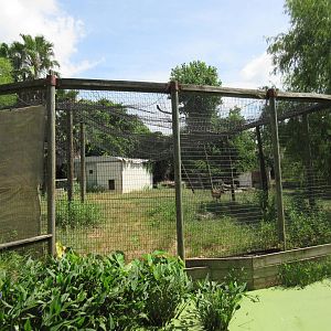 White-Tailed Deer Exhibit