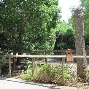 Collared Peccary Exhibit #2