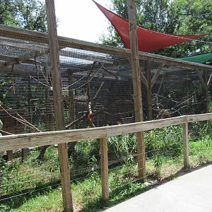 Ring-Tailed Lemur Exhibit