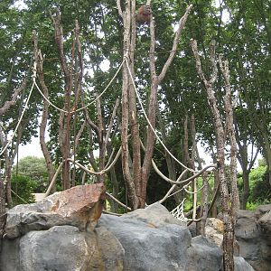 New Bornean Orangutan exhibit