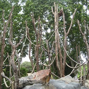 New Bornean Orangutan exhibit