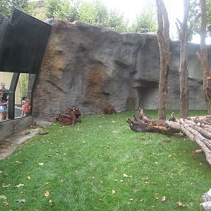 New Bornean Orangutan exhibit