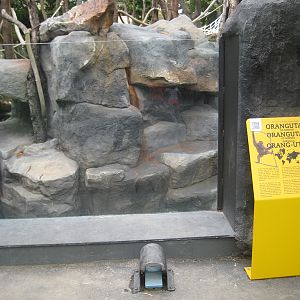 New Bornean Orangutan exhibit