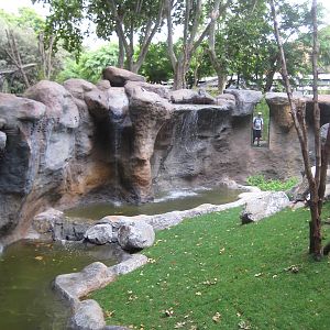New Bornean Orangutan exhibit