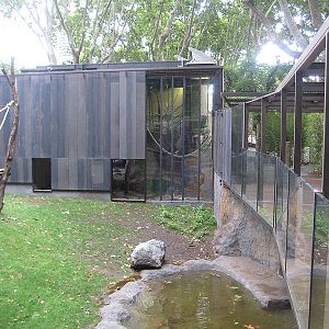 New Bornean Orangutan exhibit