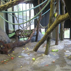 New Bornean Orangutan exhibit