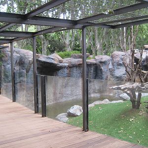 New Bornean Orangutan exhibit