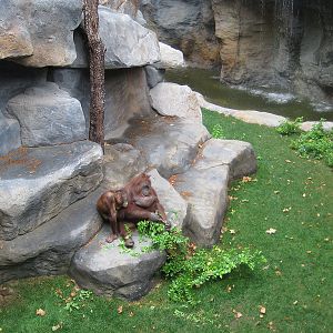 New Bornean Orangutan exhibit