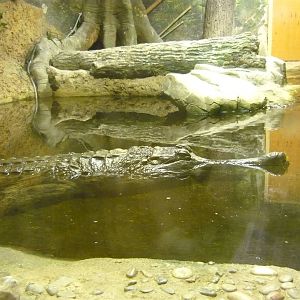 False gharial (Tomistoma schlegelii)