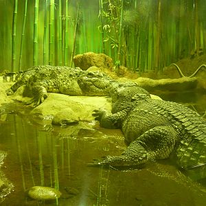 Siamese crocodiles (Crocodylus siamensis)