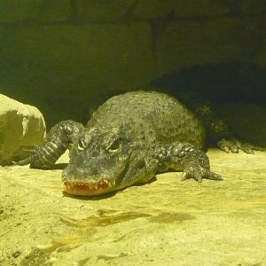 Chinese alligator (Alligator sinensis)