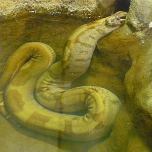 Colombian boa (Boa constrictor imperator)