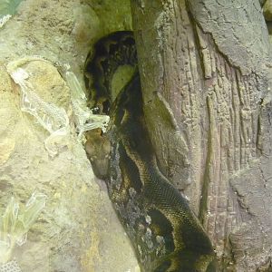 Madagascar ground boa (Acrantophis madagascariensis)