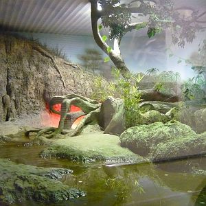 Dwarf crocodile exhibit