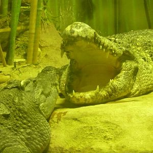 Siamese crocodiles (Crocodylus siamensis)