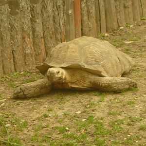 African spurred tortoise (Centrochelys sulcata)