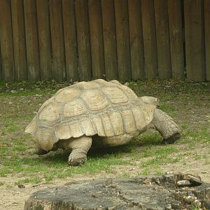 African spurred tortoise (Centrochelys sulcata)