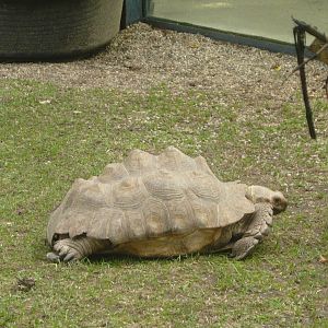 Sulcata tortoise with pyramiding