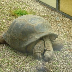 Aldabra giant tortoise (Aldabrachelys gigantea)