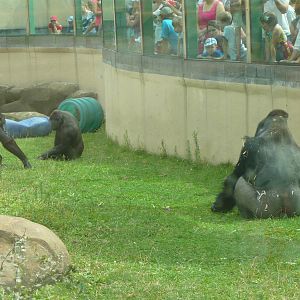 Western lowland gorillas in their outdoor enclosure