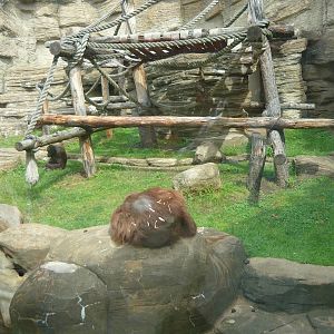Bornean orangutans in their outdoor enclosure
