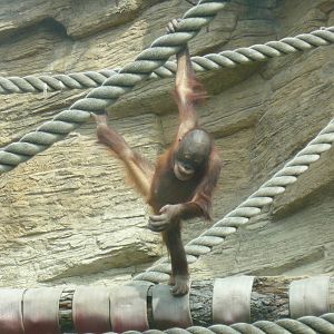 Juvenile Bornean orangutan