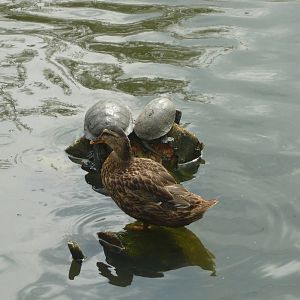 Mallard and European pond turtles
