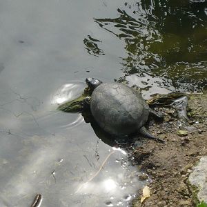 European pond turtle (Emys orbicularis)