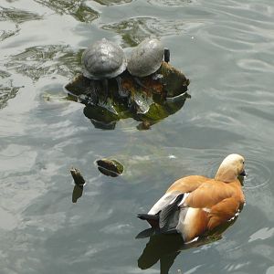 Ruddy shelduck and European pond turtles