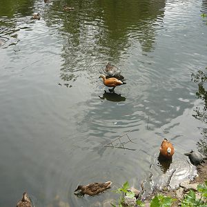 Ducks and turtles
