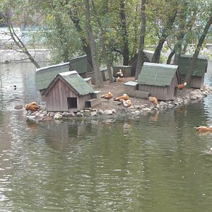 Waterfowl nest boxes