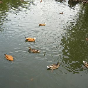 Mallards, Ruddy shelducks and Diving ducks