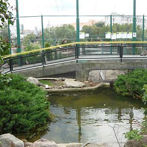 Peacock and waterfowl mixed exhibit