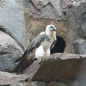Bearded vulture