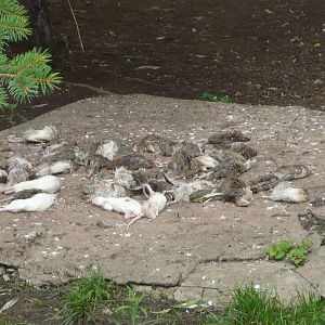 Feeder quails and rats in eagles' enclosure