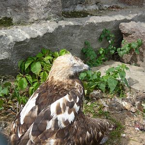 Old one-eyed Golden eagle