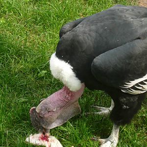 Andean condor eating a rat