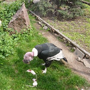 Andean condor eating a rat