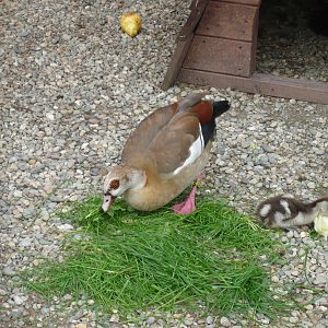 Egyptian goose with gooseling