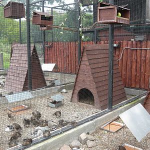 Mixed avian exhibit