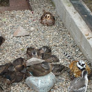 Ducks and Reeves's pheasants