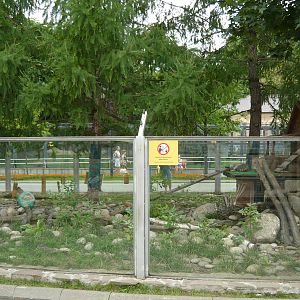 New Raccoon and Raccoon dog exhibit