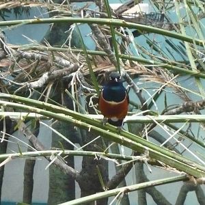 Superb starling