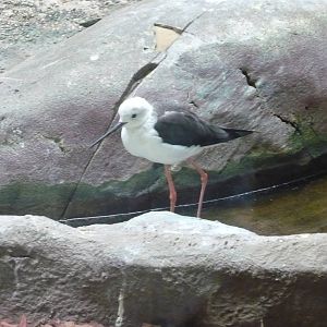 Black-winged stilt
